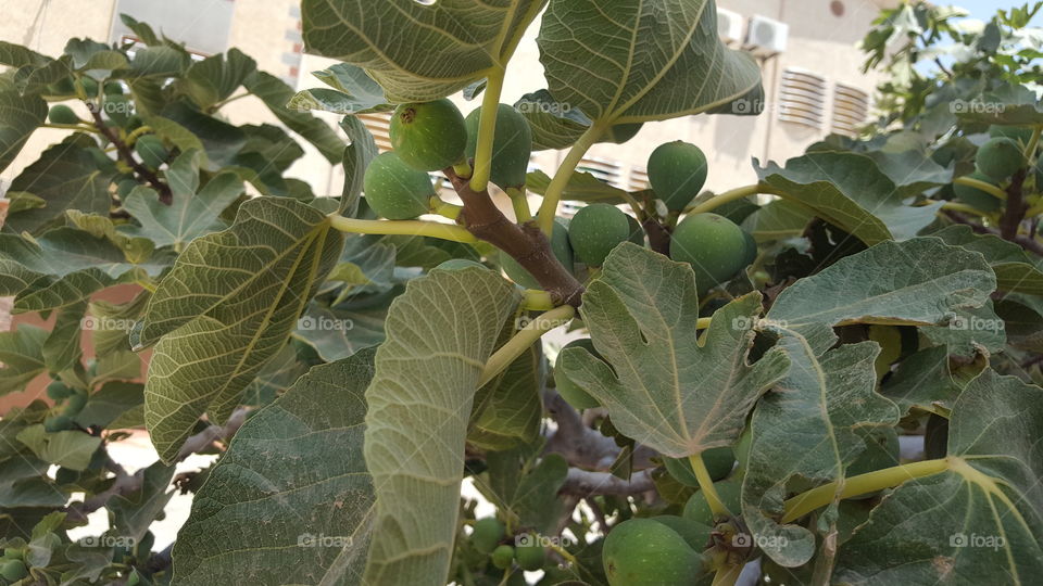 fig