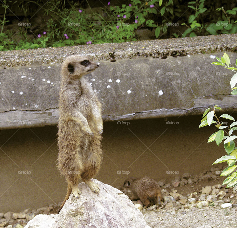 Meerkat 