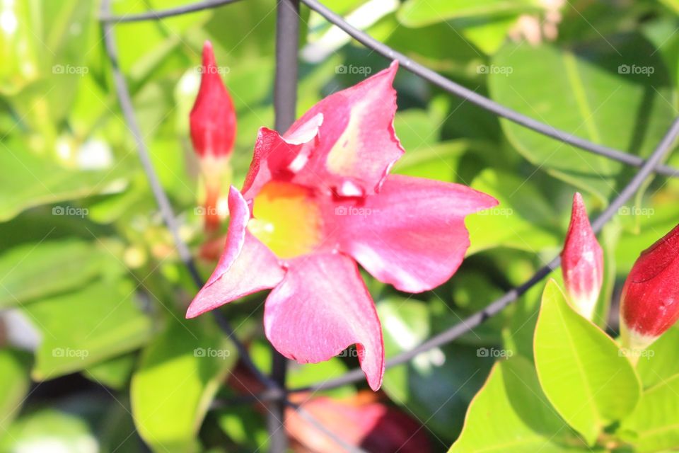 Shining Mandevilla, red bud