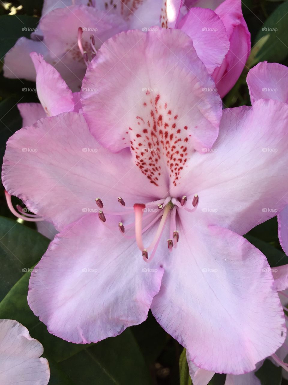Pink Azalea Glory. Pink azalea flowers in full bloom