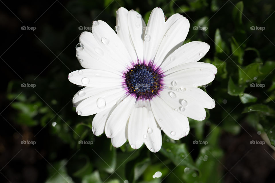 Sun shining on white flower with raindrops, closeup 