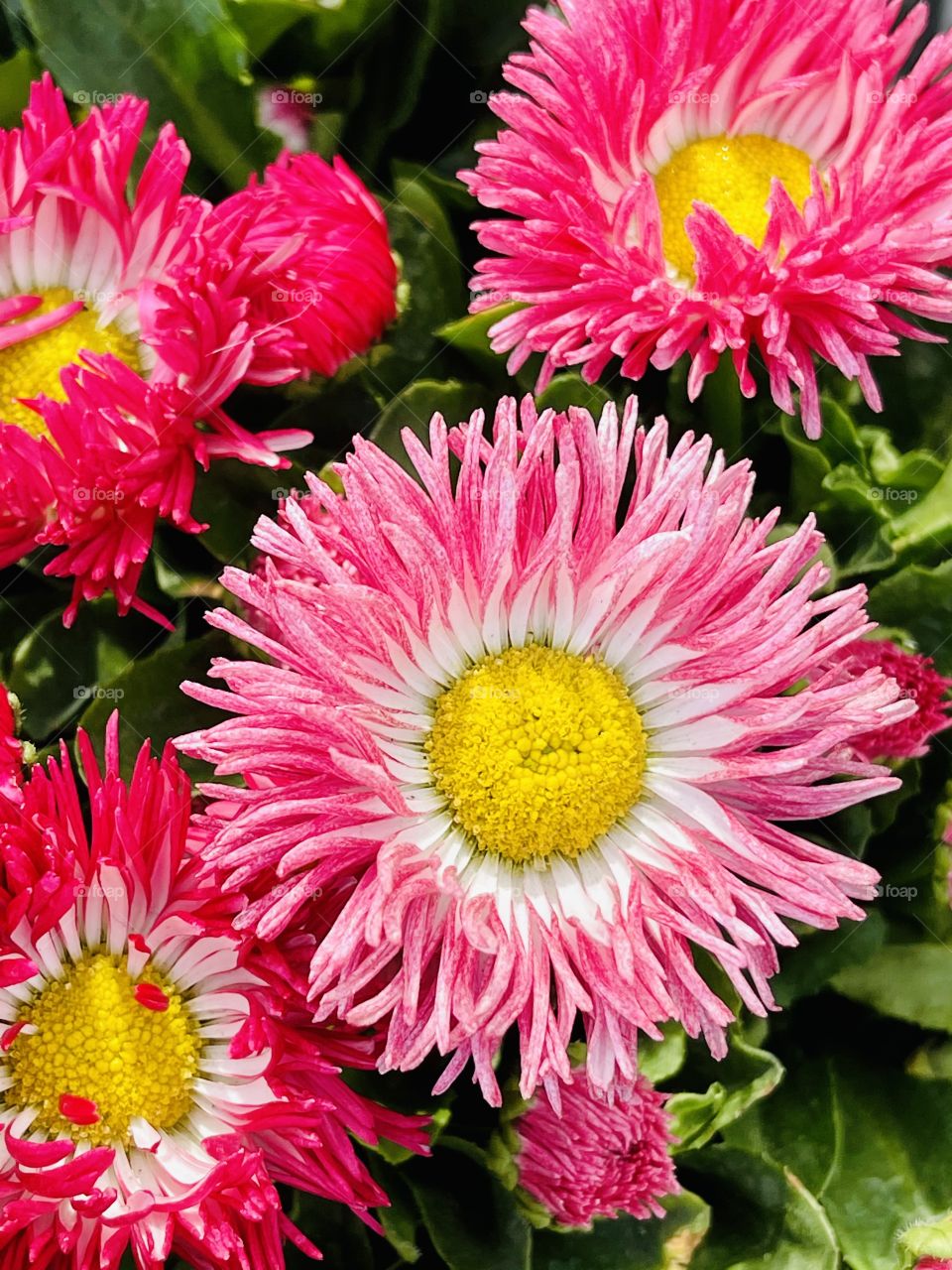 Close up shot of flowers in spring 