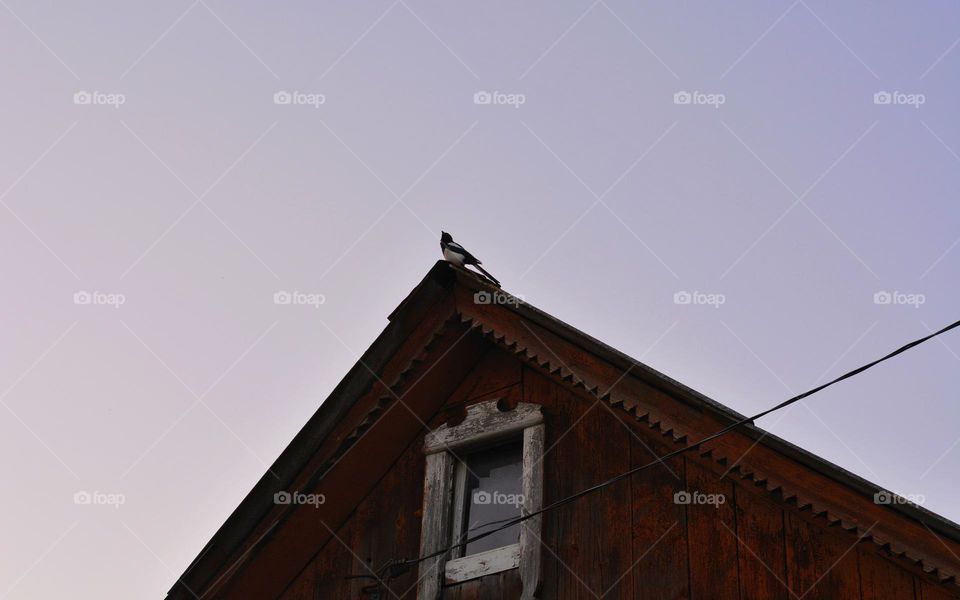 house roof view geometric triangle beautiful wood texture and bird