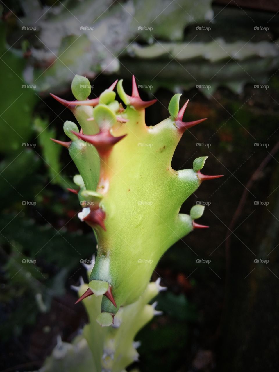 A Very Beautiful Cactus.