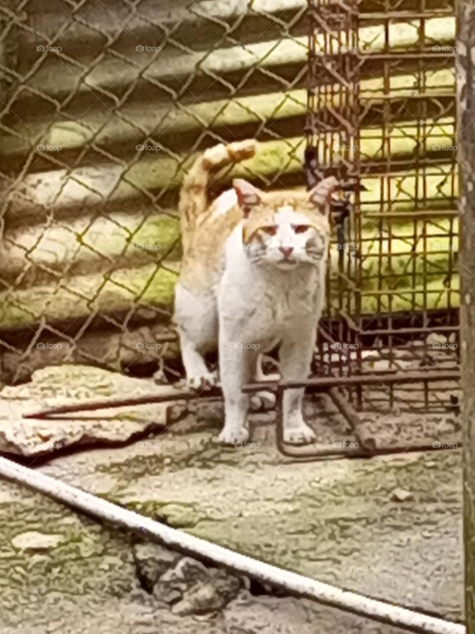 stray cat looking for a home