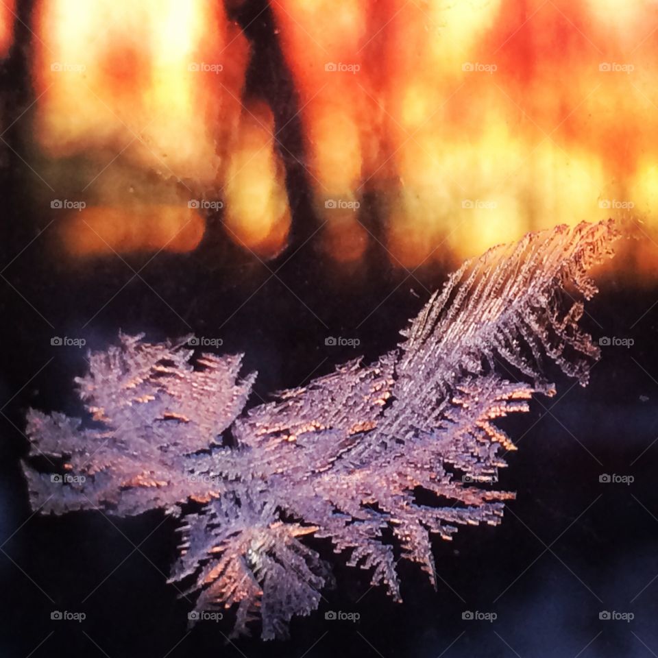 Window Frost