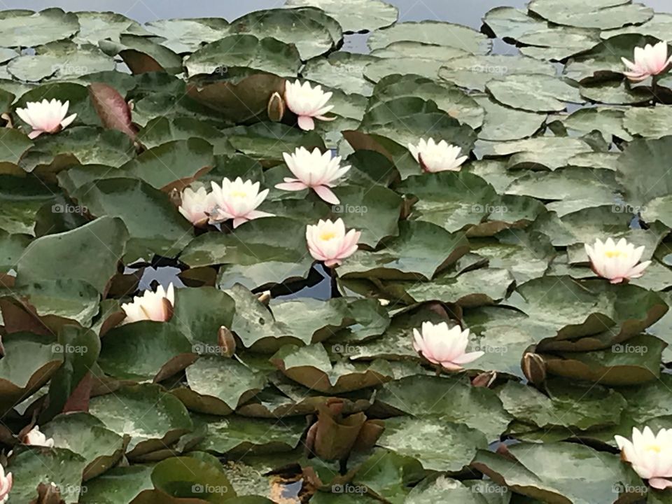 Water flowers