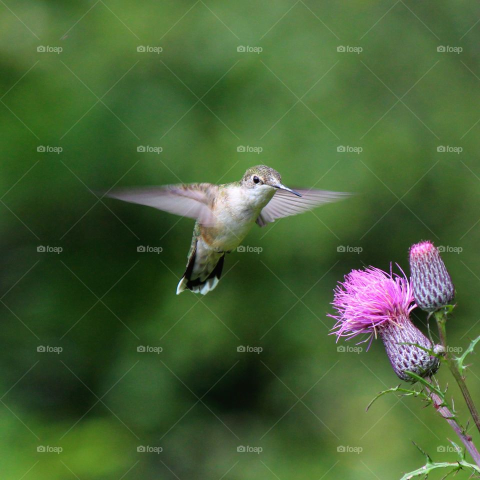 Hummingbird caught in flight going for the thistle