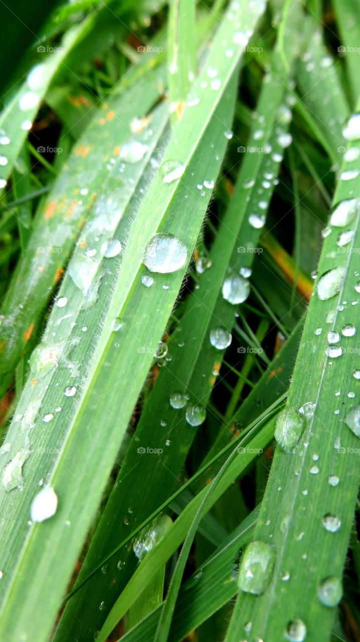 transparent raindrops