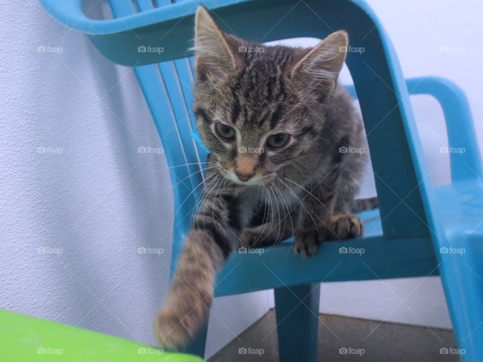 Brown tabby kitten on chair 