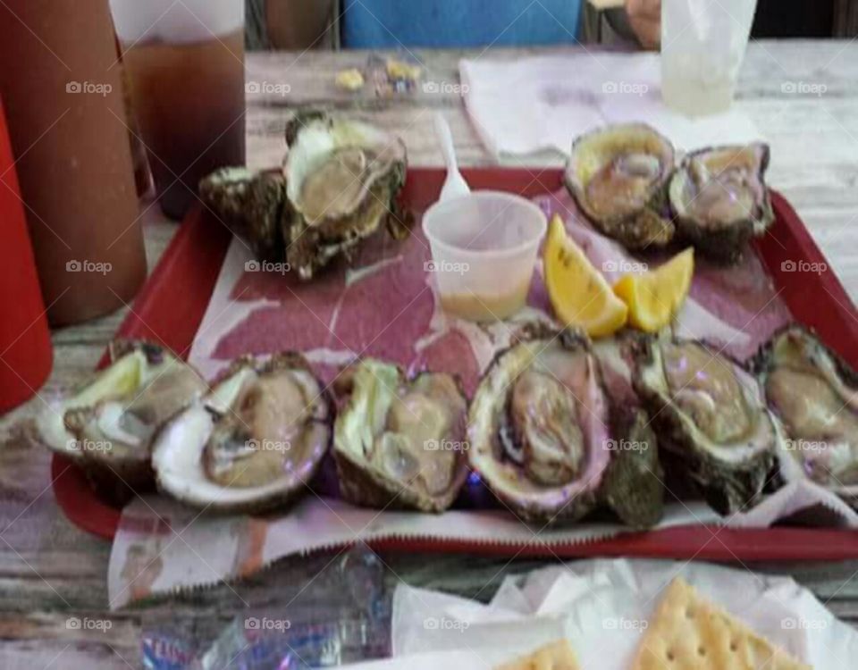 oysters