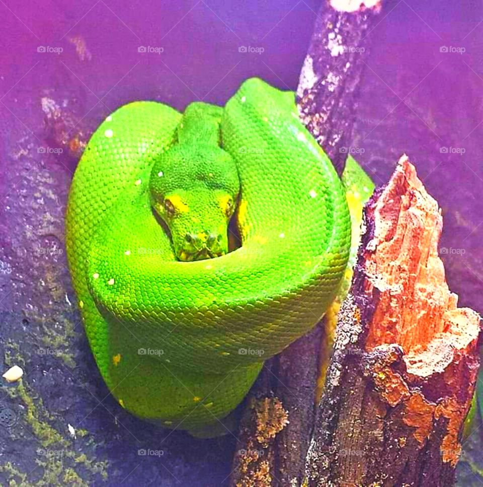 green coiled snake