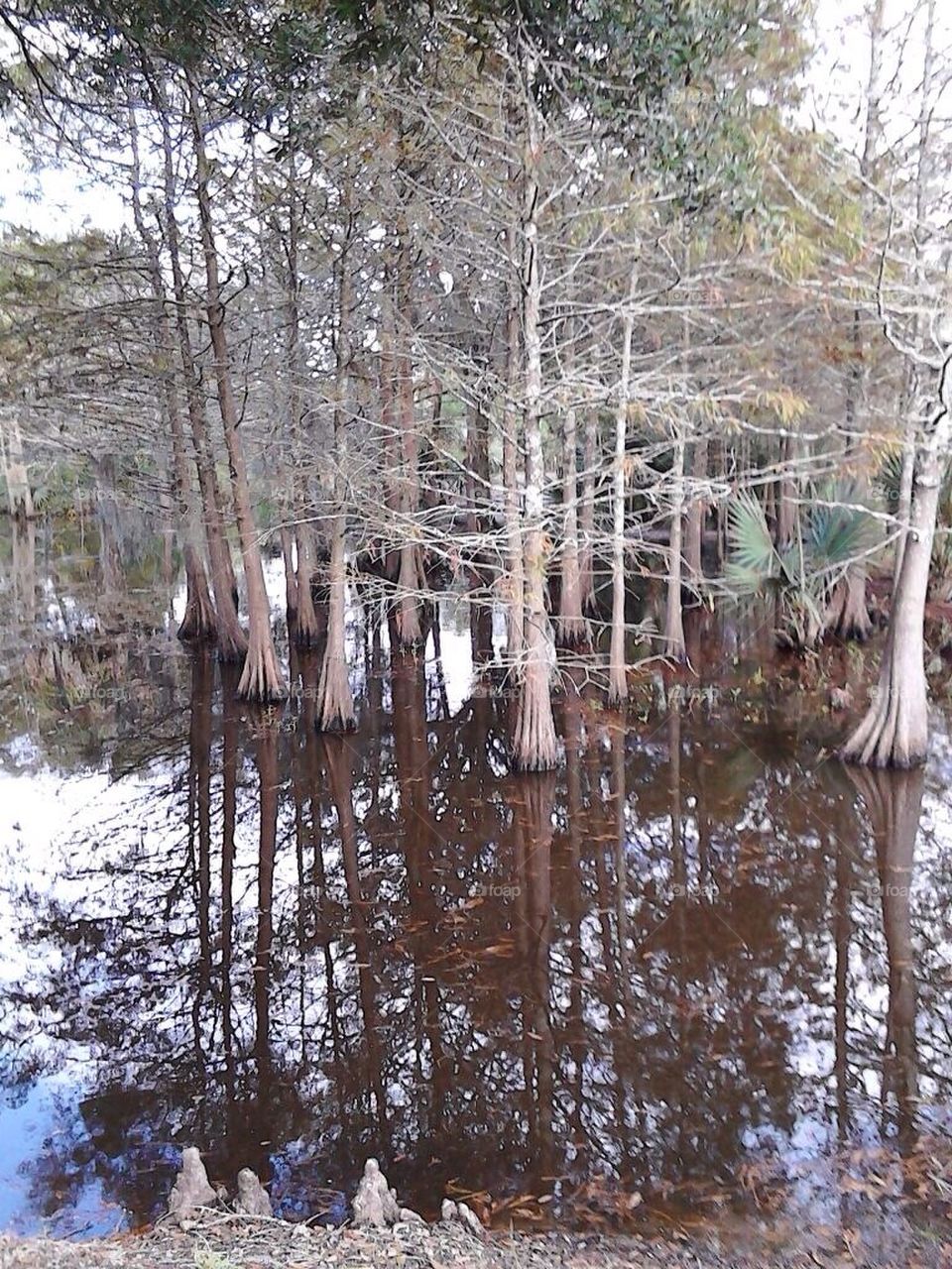 Cypress trees and water