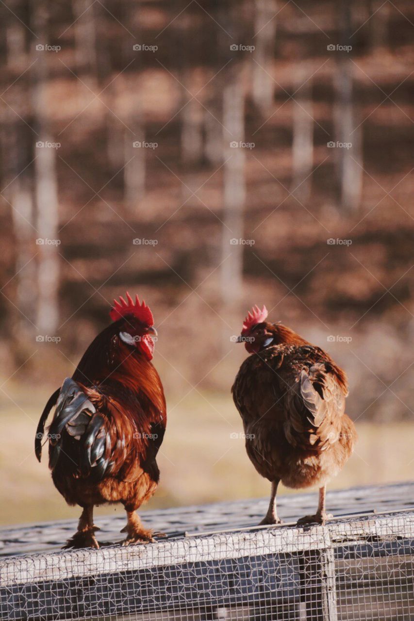 |Pair is Chickens|