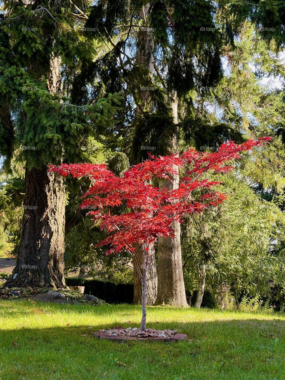 Small tree with red leaves in the forest 