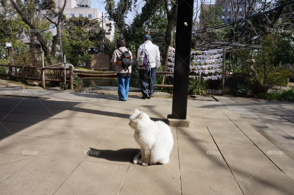 Cat in the shrine
