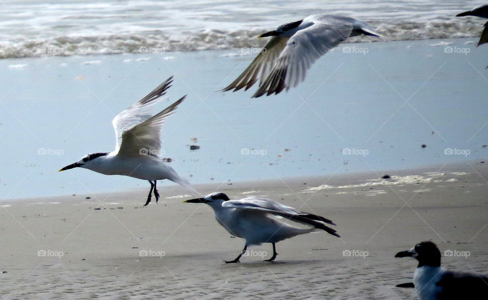 Seagulls on beach