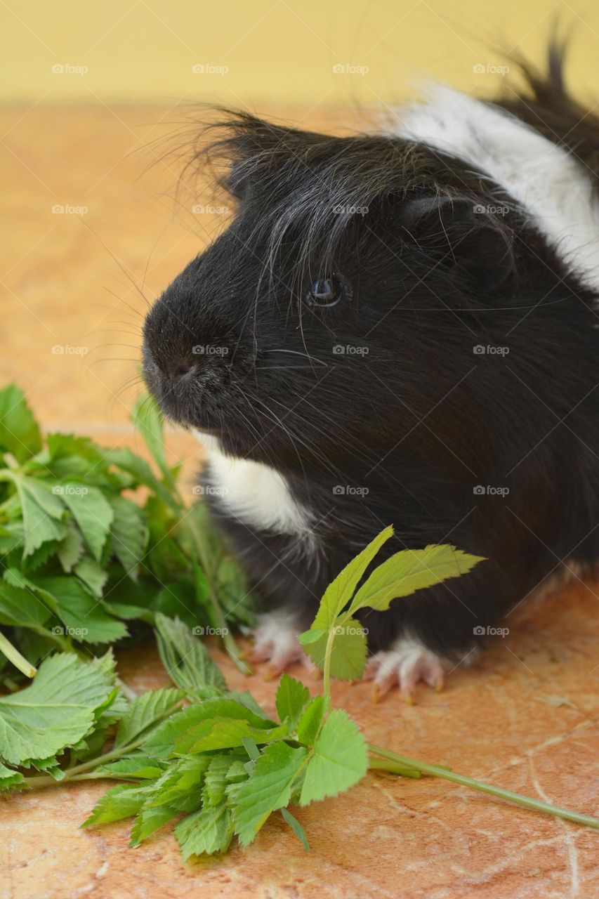 guinea pig beautiful portrait eating green leaves