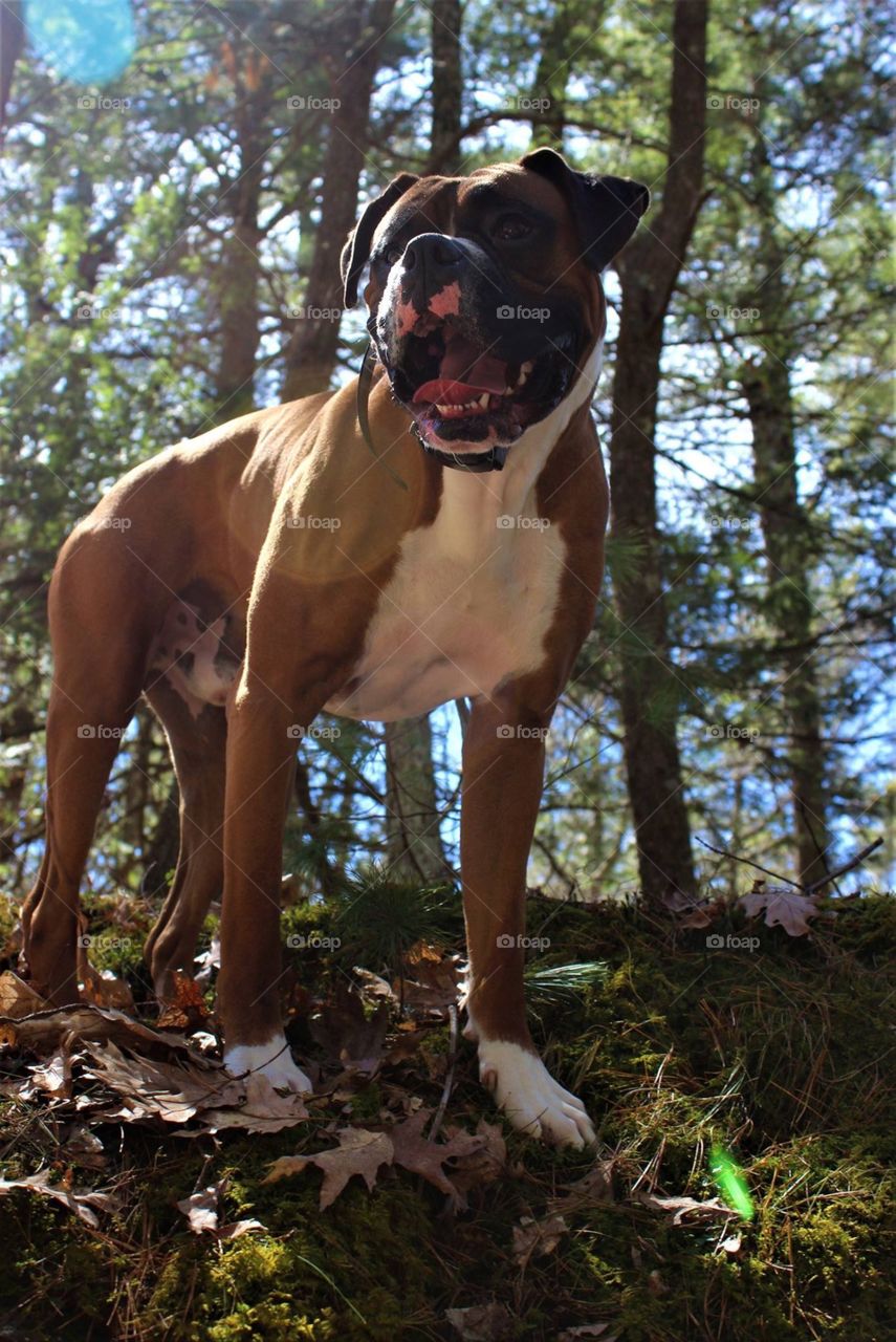 Young Boxer ready to get hiking again with a brilliant light in background; Northeast Pennsylvania USA