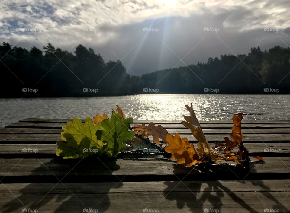 Leaf on the dock