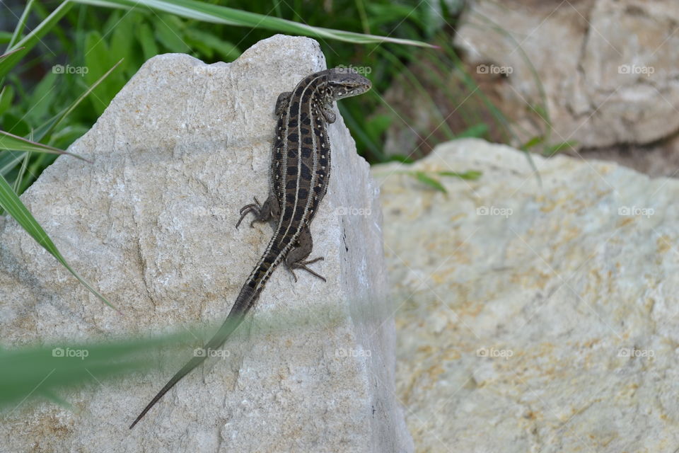 Lizard on the stone