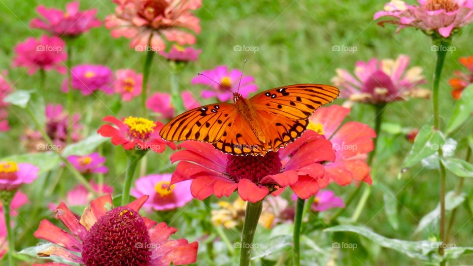 Butterfly in Flower Garden