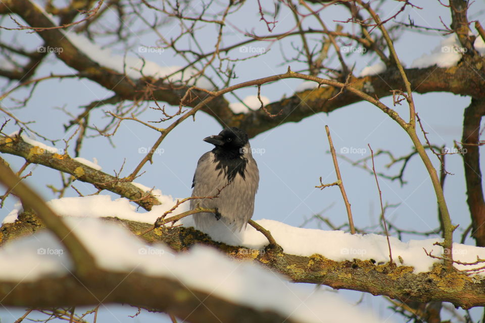 Fluffy hooded crow in cold day. Snow cover branches. Winter time.