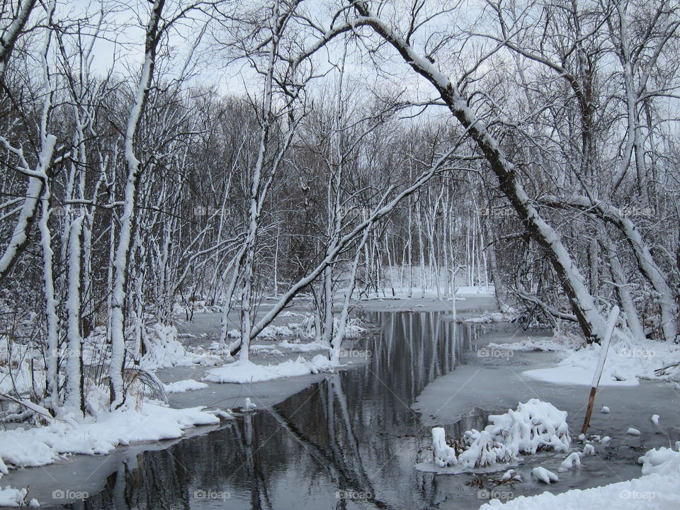 Bare trees on river in forest during winter