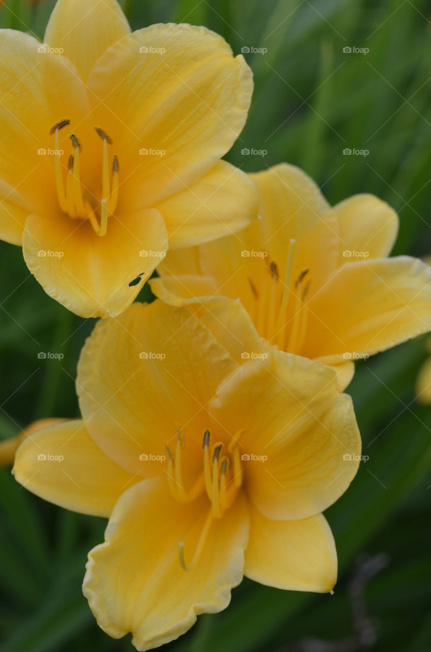 Daylilies - Yellow