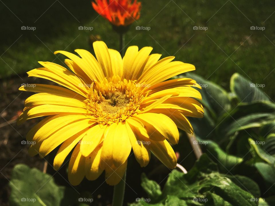 Yellow Gerber Daisy in the Sun