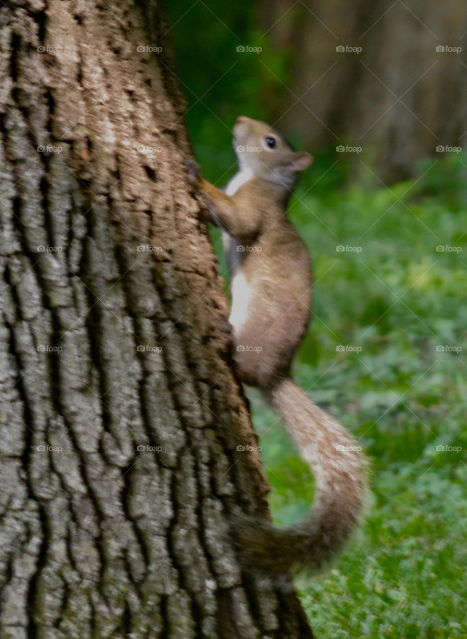 A brown and white squirrel with a fluffy tail climbing up the bark of a tree above green grass