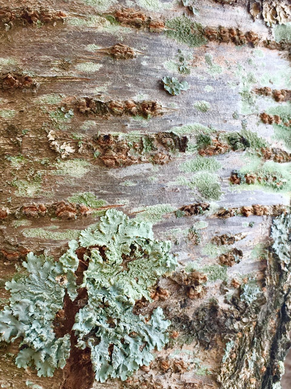 Barking up the wrong tree