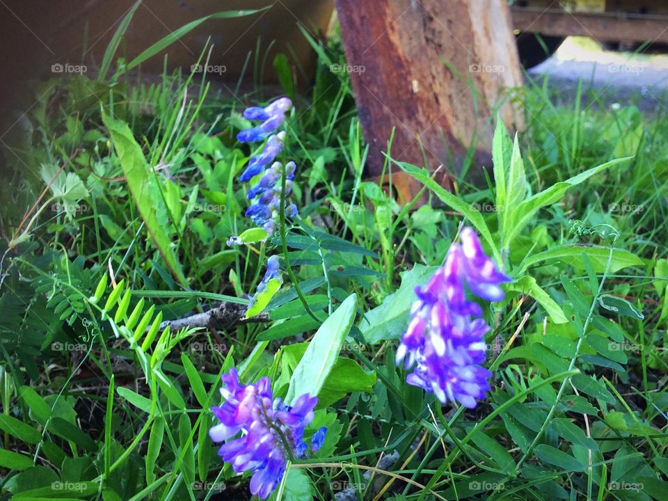 Purple field flowers 
