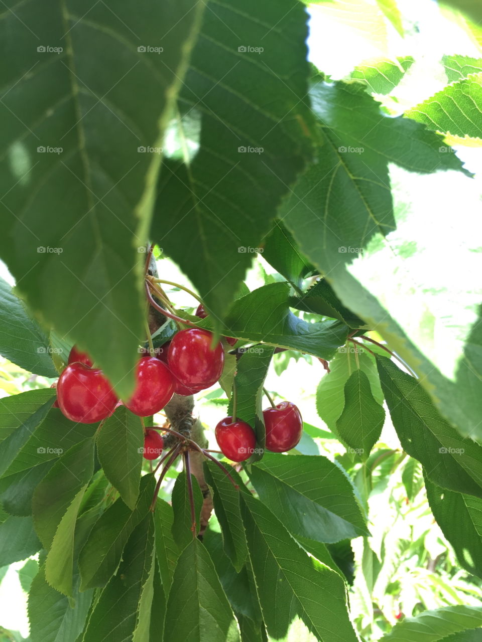 Cherries 