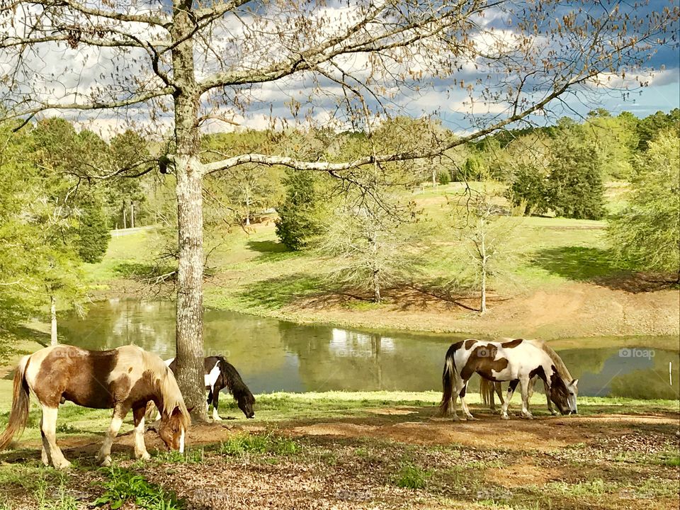 Horses In The Field
