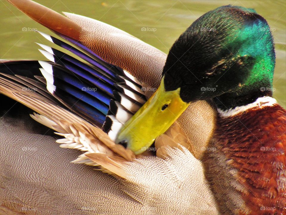 Wings and feathers