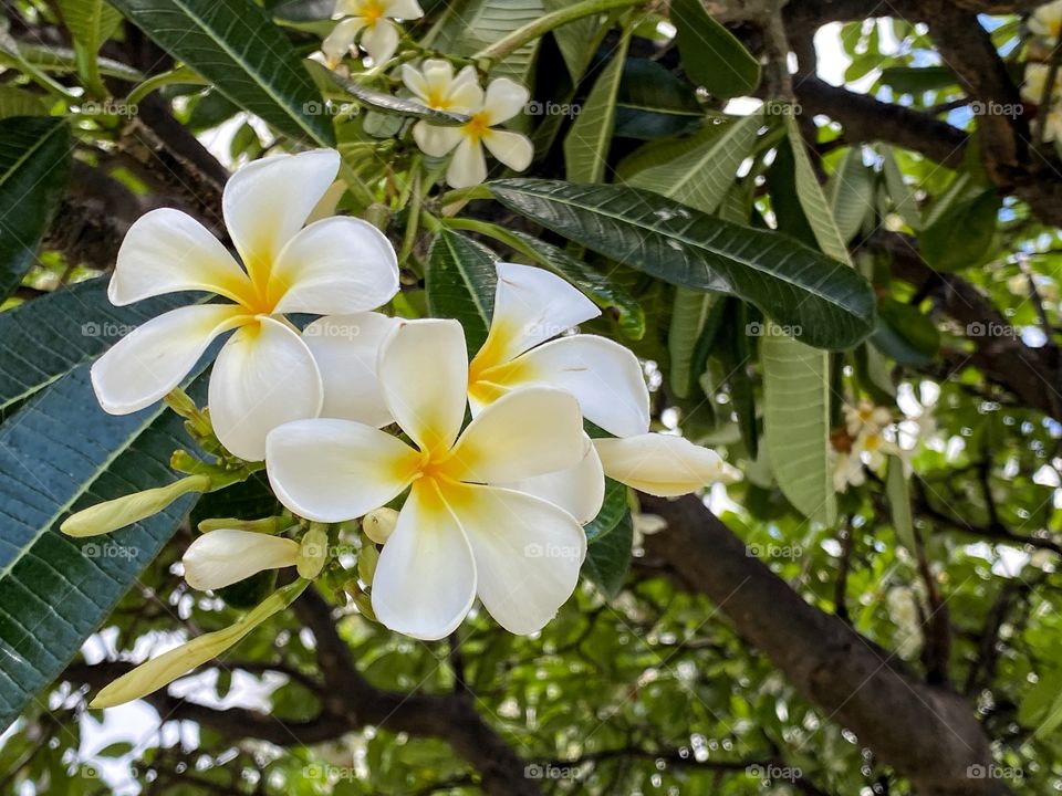 Plumeria tree with a cluster of flowers in bloom