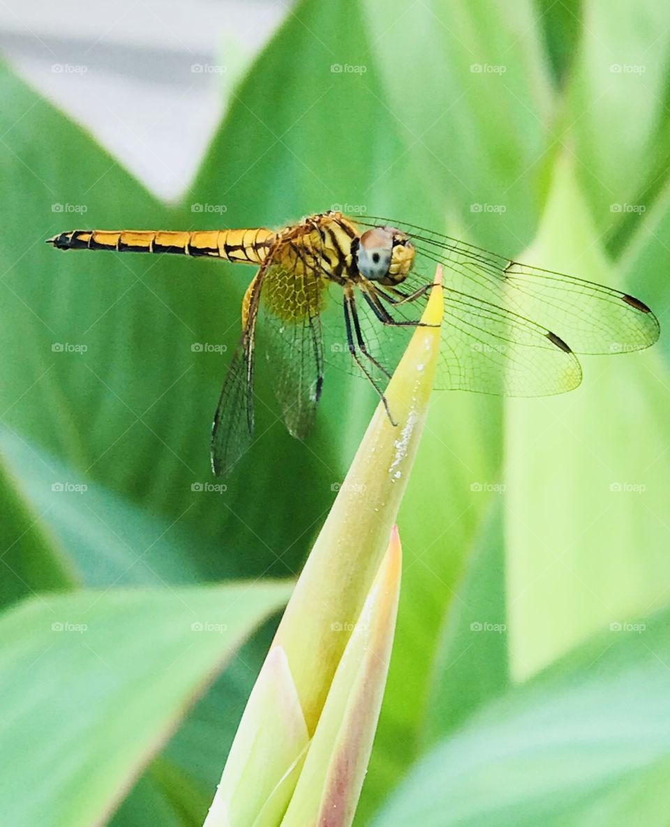 Dragonfly