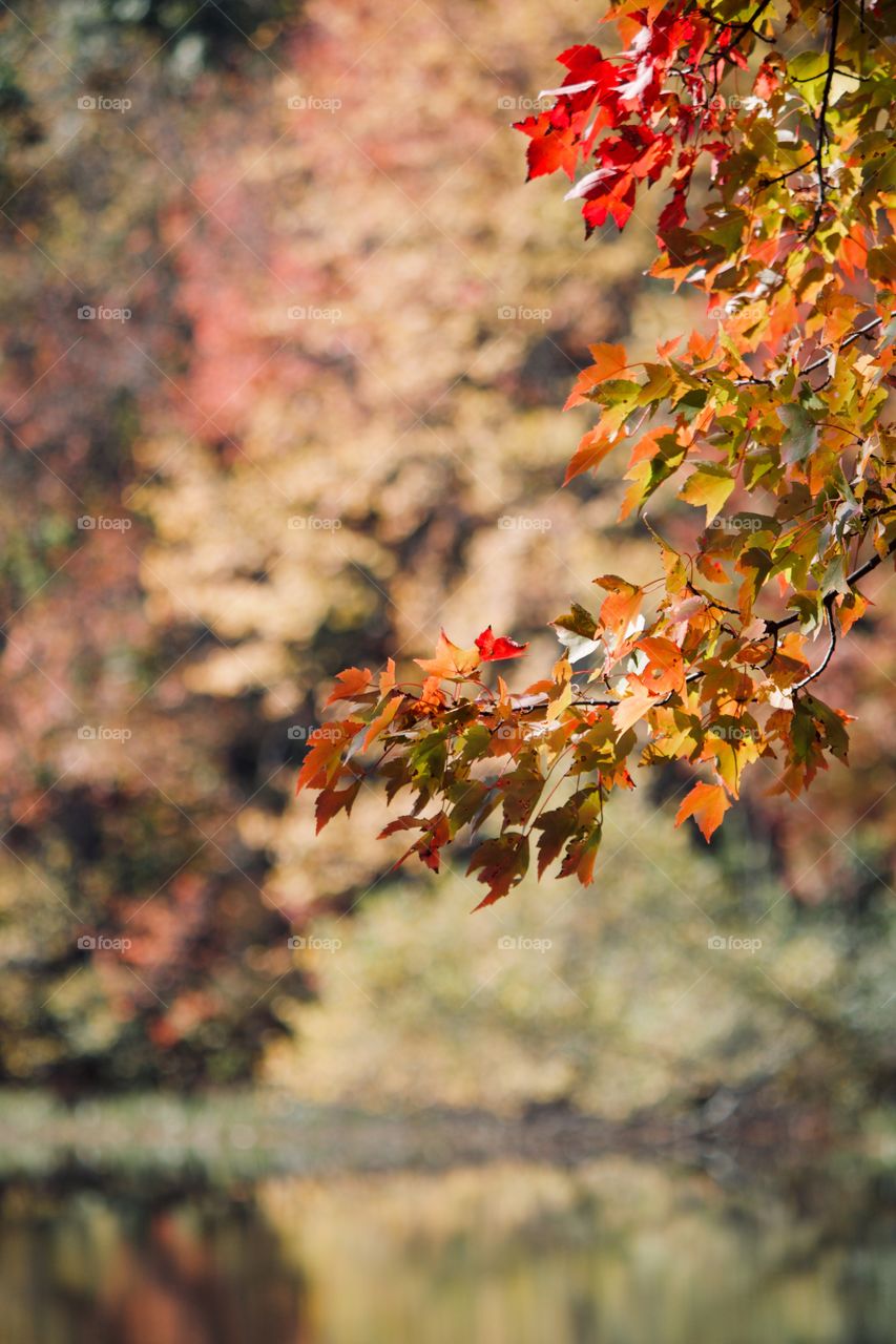 The beauty of autumn 