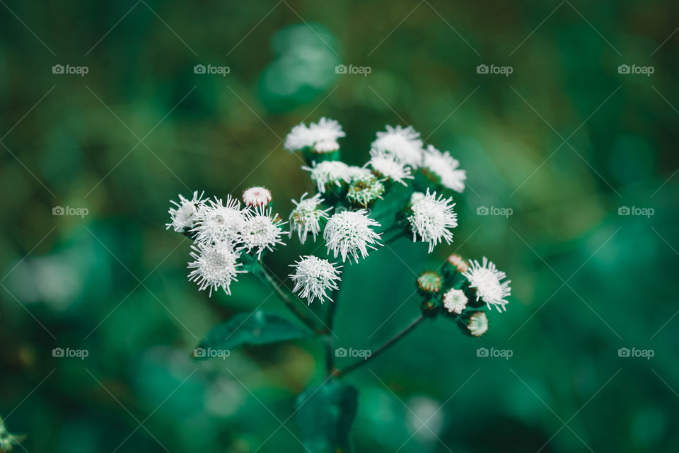White flower in the garden