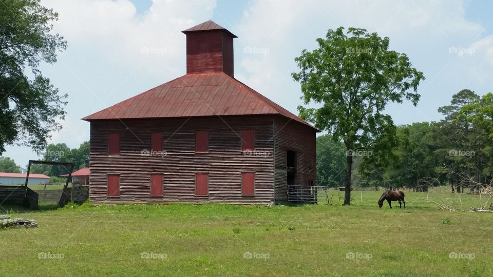 Horse on grassy land