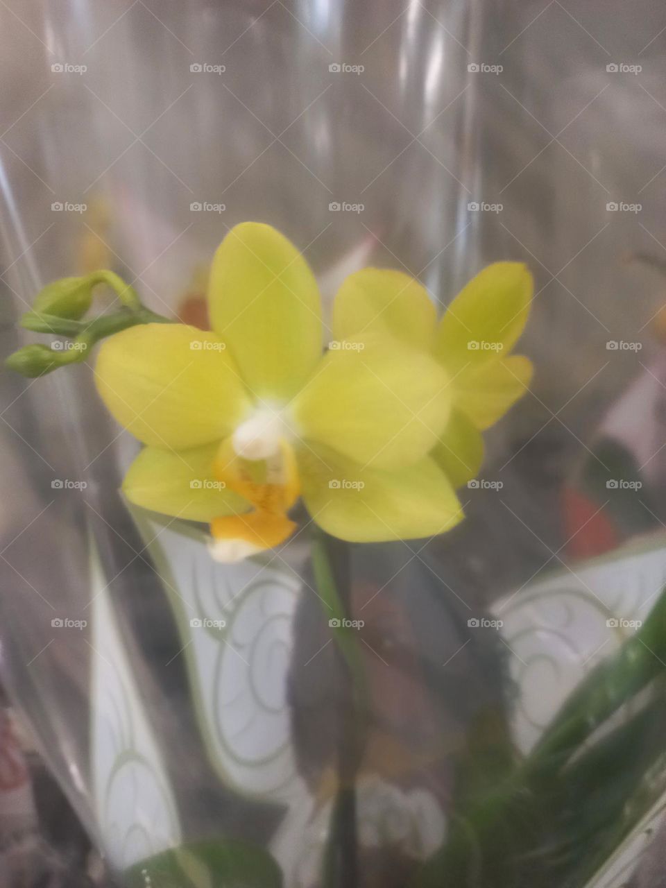 Flor plane mini. As flores de tonalidade  amarela, encantam com sua beleza vibrante e significado especial. Promovendo alegria, amizade, gratidão  e felicidade.