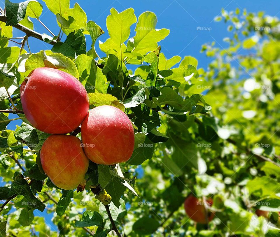 Apples