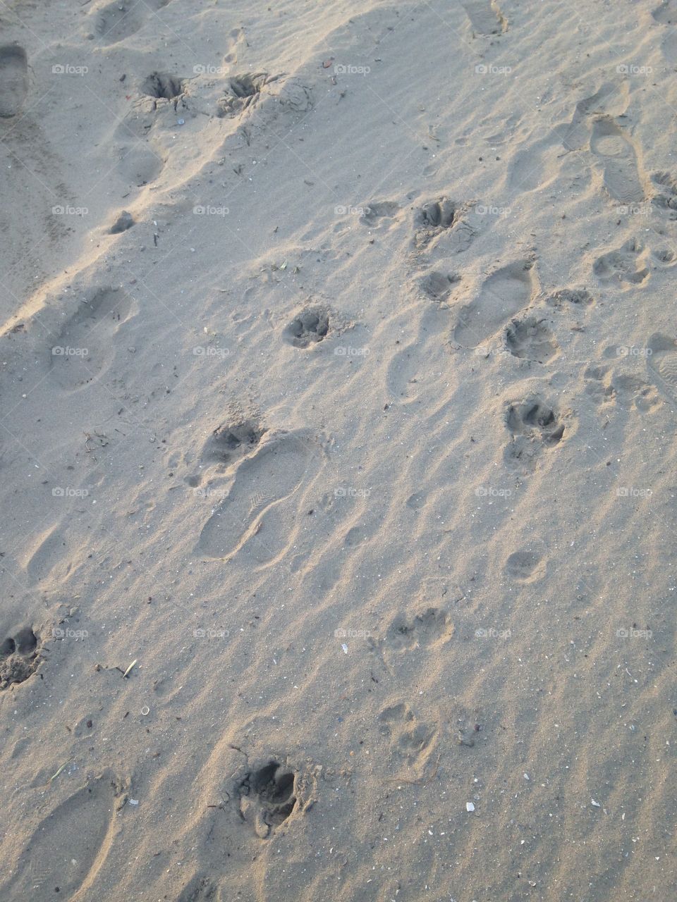 Dog paws in sand