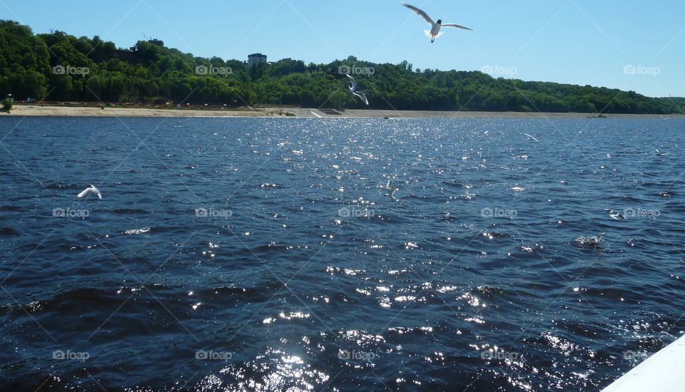 gulls over the river