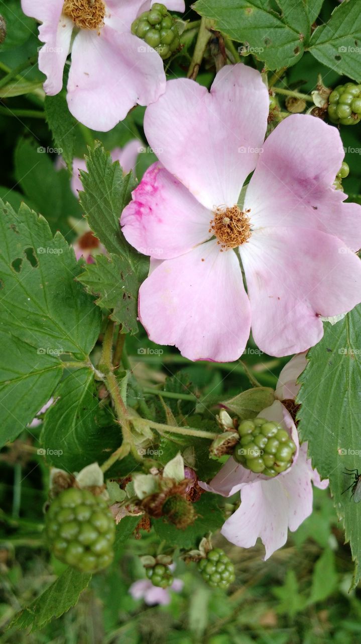 Blackberry Bloom