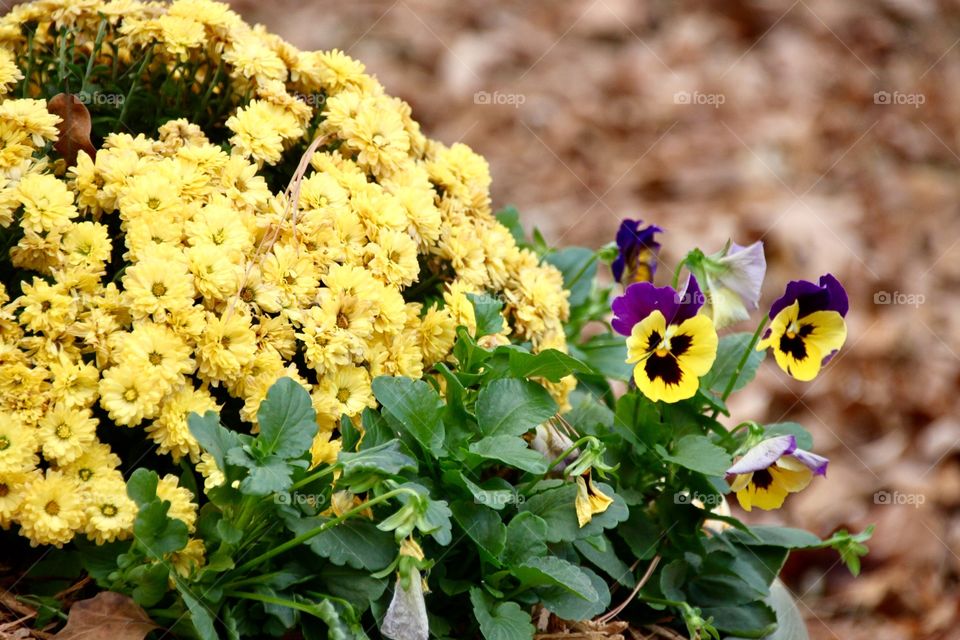 Fall flowers, nuns and pansies! 