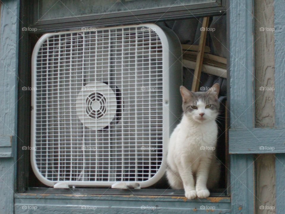 Keeping cool 1. My neighbors cat