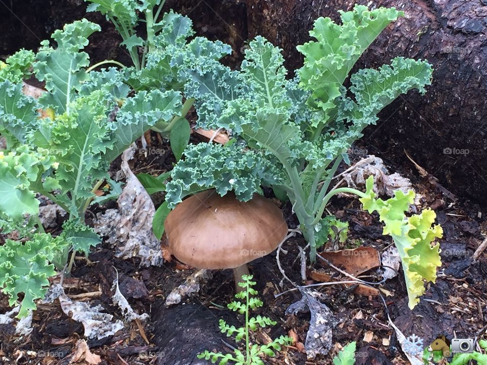 Mushroom & Kale 