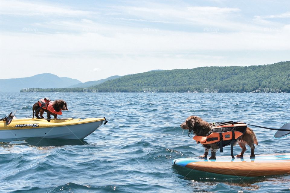 doggy paddle